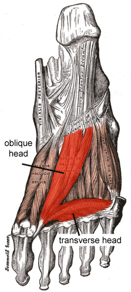 Adductor hallucis muscle