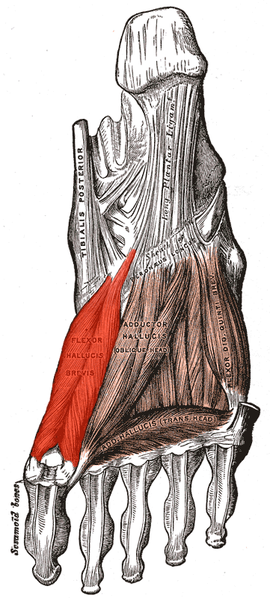 Fibularis brevis muscle