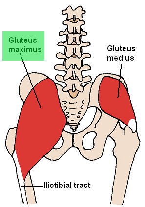 Gluteus maximus muscle