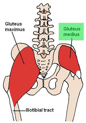 Gluteus medius muscle