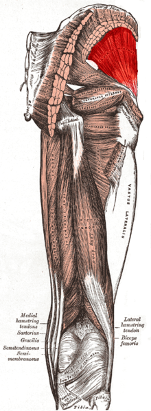 Gluteus minimus muscle