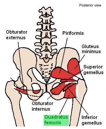 Quadratus femoris muscle