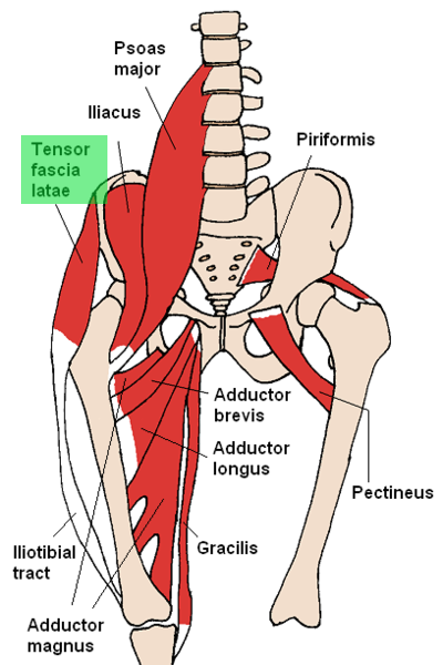 Tensor fascia latae  muscle