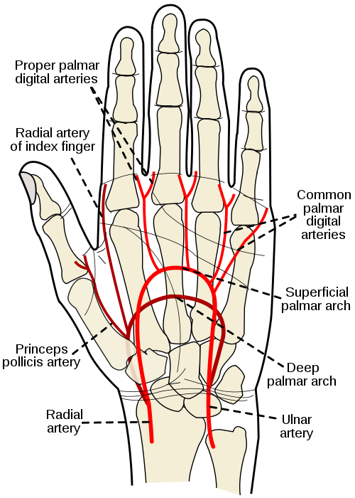 Arteries of hand