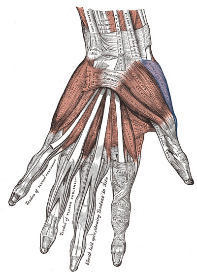 Opponens pollicis muscle