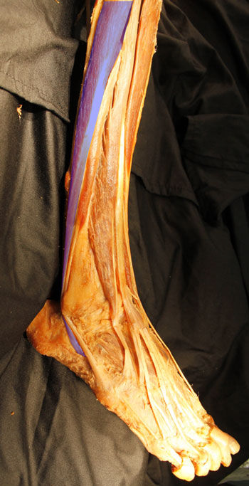 Fibularis longus muscle