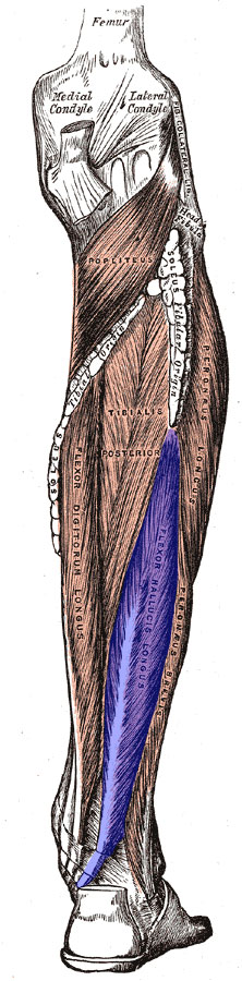 Flexor hallucis longus  muscle