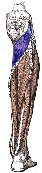 Popliteus muscle