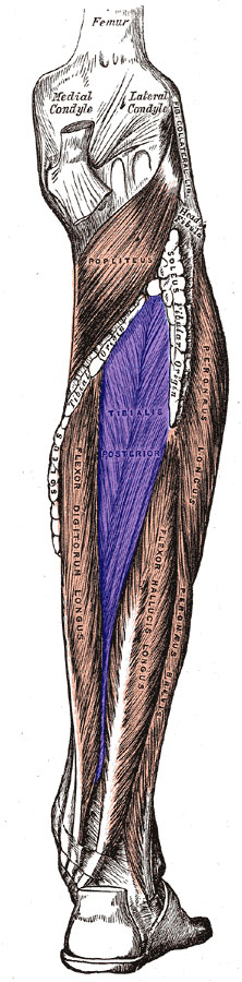 Tibialis posterior muscle