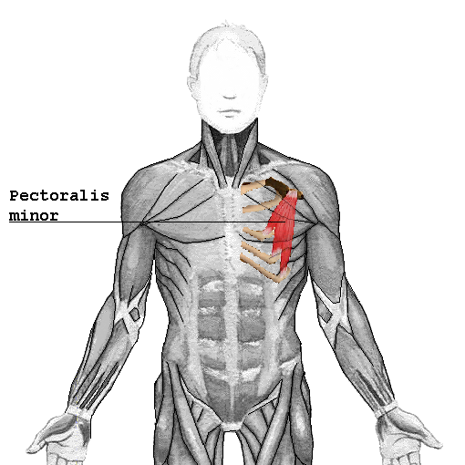 Muscles of the Pectoral Region - Major - Minor - TeachMeAnatomy