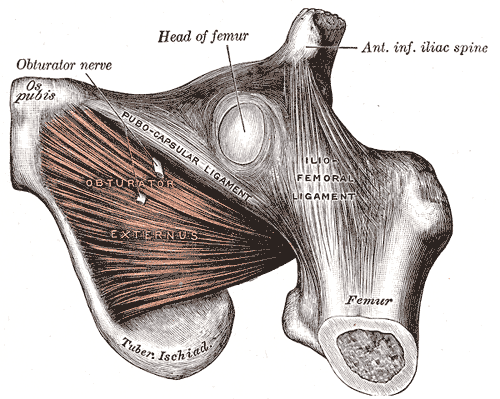 Obturator externus muscle