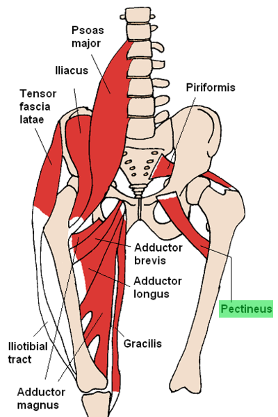 Pectineus muscle