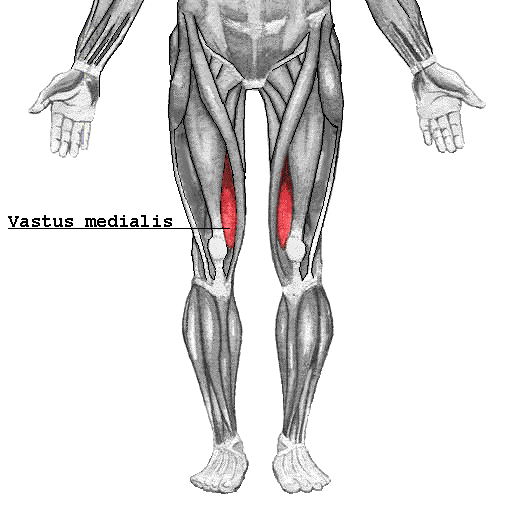 Vastus medialis muscle